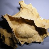 Dolomite
330x250x100mm
(Autor: Heimo Hellwig)