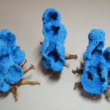 Shattuckite
to follow
(Autor: Heimo Hellwig)