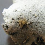 Cerussite
40x45x20mm
(Autor: Heimo Hellwig)