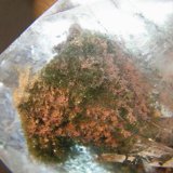 Quartz
90x45x30mm
(Autor: Heimo Hellwig)