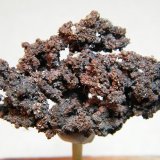Copper
48mm x 31mm
(Autor: Heimo Hellwig)
