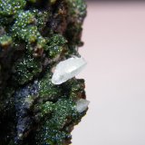 Arsentsumebite and Mottramite
72mm x 106mm x 56mm
(Autor: Heimo Hellwig)