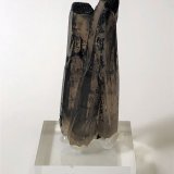 Quartz (variety smoky)
70mm x 30mm  x 20mm
(Autor: Philippe Durand)
