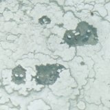 Beryl
50mm x 30mm x 30mm
(Autor: Philippe Durand)