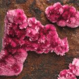 Erythrite
27 mm x 25 mm x 19 mm
(Autor: xdxucn)