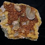 Calcite on Dolomite
14 cm x 14 cm.  the calcites 1 cm - 4 cm
(Autor: Bob Harman)