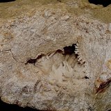 Aragonite
5 cm vug containing 2 cm Aragonite sprays
(Autor: Bob Harman)