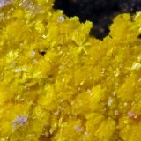 Phurcalite
(Autor: Cesar M. Salvan)