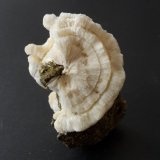 Calcite
4 x 3 cm
(Autor: Andreas Gerstenberg)