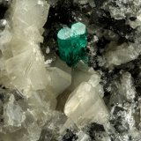 9cm across, xls=20mm
(Autor: Fiebre Verde)