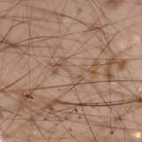 Rutile and Quartz
FOV 13 mm
(Autor: Firmo Espinar)