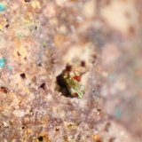 Olivenite
FOV 7 mm
(Autor: Firmo Espinar)