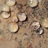 Melanophlogite
42,8 x 31,7 mm
(Autor: Sante Celiberti)