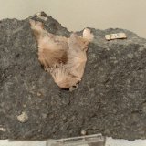 Natrolite
127 x 90 mm
(Autor: Sante Celiberti)