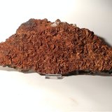 Siderite, Hematite, Talc
380 x 150
(Autor: Sante Celiberti)