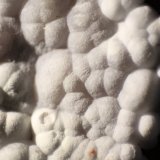 Aragonite
FOV 14 mm
(Autor: Firmo Espinar)
