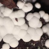 Aragonite
Detail
(Autor: Firmo Espinar)