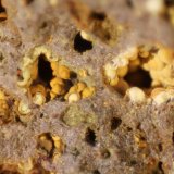 Nontronite (variety Ca-rich Nontronite)
FOV 8 mm
(Autor: Firmo Espinar)