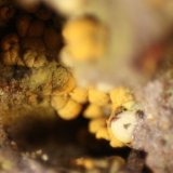 Nontronite (variety Ca-rich Nontronite)
FOV 7 mm
(Autor: Firmo Espinar)