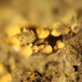 Nontronite (variety Ca-rich Nontronite)
FOV 7 mm
(Autor: Firmo Espinar)
