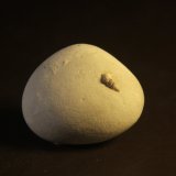 Opal
32mm x 26mm x 15mm
(Autor: Firmo Espinar)