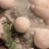 Calcite
FOV = 10 mm.
(Autor: Firmo Espinar)