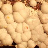 Calcite
FOV 14 mm
(Autor: Firmo Espinar)