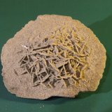 Gypsum
68mm x 59mm x 32mm
(Autor: Firmo Espinar)