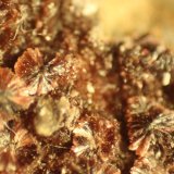 Erythrite
FOV 6 mm
(Autor: Firmo Espinar)
