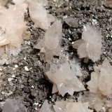 Calcite and Pyrite
FOV 9 mm
(Autor: Firmo Espinar)
