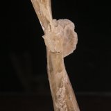 Gypsum
48mm x 153mm x 40mm
(Autor: Firmo Espinar)