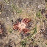 Erythrite
FOV 13mm
(Autor: Firmo Espinar)