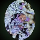Cerussite, Goethite
FOV 6mm high
(Autor: Firmo Espinar)