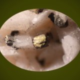 Chalcopyrite on Dolomite
FOV 7mm
(Autor: Firmo Espinar)