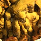 limonite
64mm x 55mm x 52mm
(Autor: Firmo Espinar)