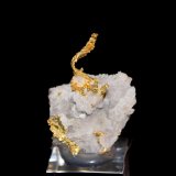 Gold, Quartz
33 mm x 25 mm 10 mm
(Autor: Don Lum)