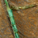 Beryl (Var. Emerald)
46x78x24mm, longest xl=31mm
(Autor: Fiebre Verde)