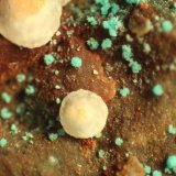 Aurichalcite and Calcite
FOV 7 mm
(Autor: Firmo Espinar)