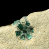 Beryl (variety emerald)
60x42x48mm, longest xl=17mm
(Autor: Fiebre Verde)