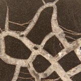 Calcite (septarian nodule)
9 cm x 8 cm x 5 cm
(Autor: Firmo Espinar)