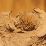 Aragonite
63 mm x 50 mm x 40 mm
(Autor: Firmo Espinar)