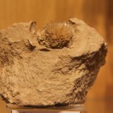 Aragonite
63 mm x 50 mm x 40 mm
(Autor: Firmo Espinar)