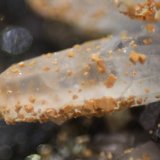 Quartz and Dolomite
FOV 14 mm
(Autor: Firmo Espinar)