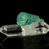 Beryl (variety emerald), Quartz
Beryl=9mm  Quartz=13mm
(Autor: Fiebre Verde)