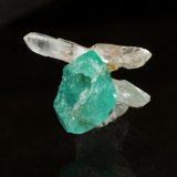 Beryl (variety emerald), Quartz
xl=11.5mm x 12mm
(Autor: Fiebre Verde)