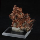 Copper
5.6 x 4.1 cm
(Autor: steven calamuci)