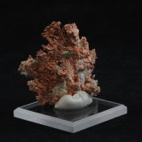 Copper
5.6 x 4.1 cm
(Autor: steven calamuci)