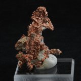 Copper
5.6 x 4.1 cm
(Autor: steven calamuci)