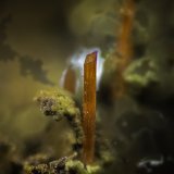 Crocoite
VOF appr. 10 mm
(Autor: Rob Schnerr)