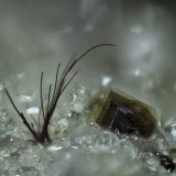 Warwickite and Fluorphlogopite
FOV appr. 4 mm
(Autor: Rob Schnerr)